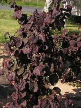 Noisetier tortueux pourpre - Corylus avellana Red Majestic