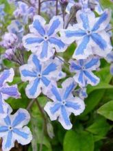 Omphalodes Cappadocica Starry Eyes