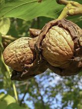 Noyer commun Esterhazy II - Juglans regia 