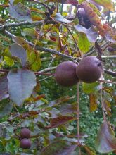 Noyer commun Purpurea - Juglans regia 