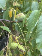 Noyer commun - Juglans regia Weinsberg I