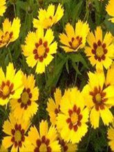 Oeil de jeune fille Baby Gold - Coreopsis lanceolata Baby Gold