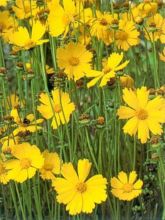 Coreopsis à grandes fleurs Badengold - Coreopsis grandiflora Badengold