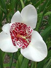Tigridia pavonia Alba - Oeil de Paon 