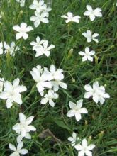 Dianthus deltoides Albiflorus - Oeillet à delta blanc