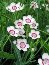 Dianthus Deltoides Arctic Fire 