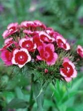 Graines d'Oeillet de poète Indian Carpet Mixed - Dianthus barbatus