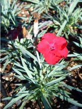 Dianthus gratianopolitanus Badenia - oeillet de pentecôte rouge