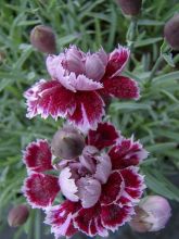 Dianthus gratianopolitanus Whatfield Gem - Œillet bleuâtre