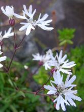 Lychnis flos-cuculi White Robin - Oeillet des prés blanc