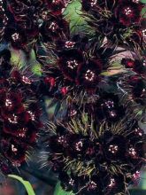 Dianthus barbatus Sooty, Oeillet