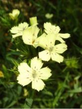 Dianthus knappii - Œillet botanique