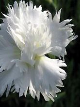 Dianthus plumarius Flore Pleno Albus, Oeillet