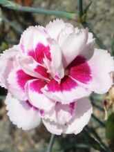 Dianthus allwoodii Alice - Oeillet mignardise rouge et blanc