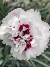 Dianthus plumarius Cranmere Pool - Oeillet mignardise