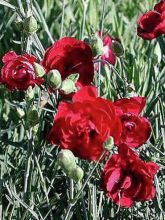 Dianthus plumarius Desmond, Oeillet