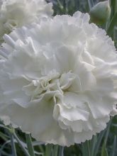 Dianthus plumarius Devon Dove - Oeillet mignardise.