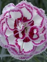 Dianthus plumarius Gran's Favourite - Oeillet mignardise
