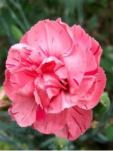 Dianthus plumarius Helen, Oeillet