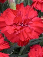 Dianthus plumarius Lady in Red - Oeillet mignardise