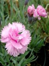 Dianthus plumarius Pike's Pink - Œillet mignardise