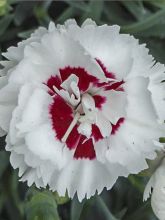 Dianthus plumarius Scent First Coconut Sundae - Oeillet mignardise