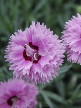 Dianthus Pop Star - Oeillet nain