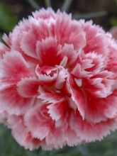 Dianthus Scent First® Coral Reef - Oeillet mignardise