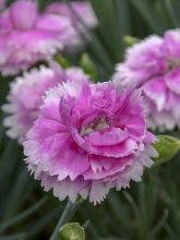 Dianthus plumarius Scent First Iced Gem - Oeillet mignardise