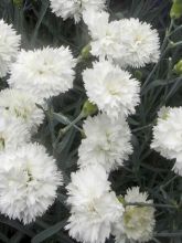 Dianthus plumarius Scent First Memories - Œillet mignardise 