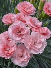 Dianthus (Plum. Gr.) Scent First® Romance - Oeillet mignardise.