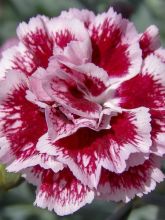 Dianthus Scent First® Sugar Plum  - Oeillet mignardise