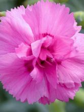 Dianthus Scent First®  Tickled Pink - Oeillet mignardise