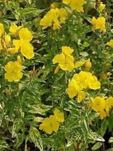 Oenothera fruticosa Silberblatt - Oenothère à feuilles linéaires Silberblatt - Onagre à feuilles panachées