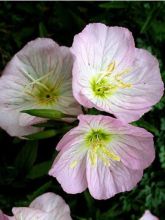 Onagre rose - Oenothere Siskiyou - Oenothera speciosa Siskiyou 