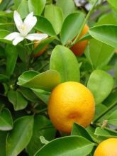 Agrume Calamondin - Citrus madurensis