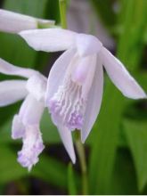 Orchidée jacinthe Blanche- Bletilla striata Alba