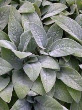 Stachys byzantina Big Ears - Oreille d'ours