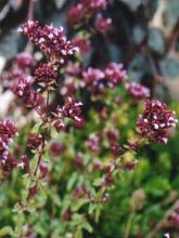 Origanum laevigatum Herrenhausen -  Origan pourpre - Marjolaine