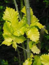 Ulmus hollandica Wredei - Orme doré