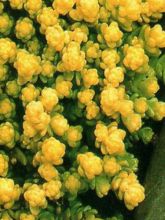 Sedum acre Yellow Queen - Orpin jaune