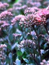 Sedum Bertram Anderson - Orpin