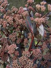 Sedum telephium El Cid - Orpin