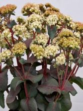 Sedum Eline® - Orpin 