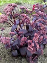 Sedum hybride Jose Aubergine - Orpin