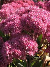 Sedum Mr Goodbud - Orpin d'automne