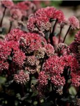 Sedum Red Cauli - Orpin