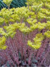 Sedum reflexum Blue Spruce - Orpin réfléchi