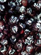 Sedum spathulifolium Purpureum - Orpin