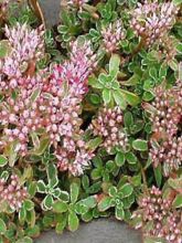 Sedum spurium Variegatum - Orpin panaché